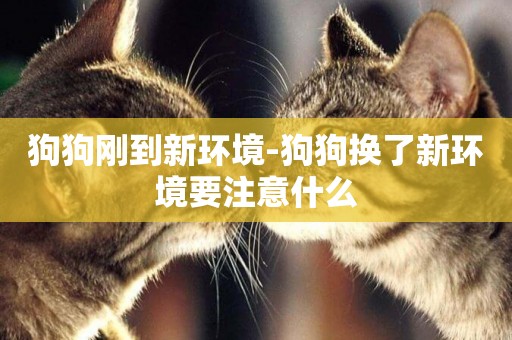 狗狗剛到新環境-狗狗換了新環境要注意什么