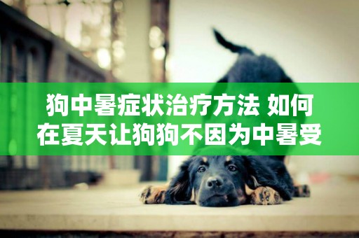 狗中暑癥狀治療方法 如何在夏天讓狗狗不因為中暑受苦
