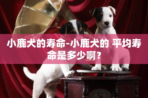 小鹿犬的壽命-小鹿犬的 平均壽命是多少啊？