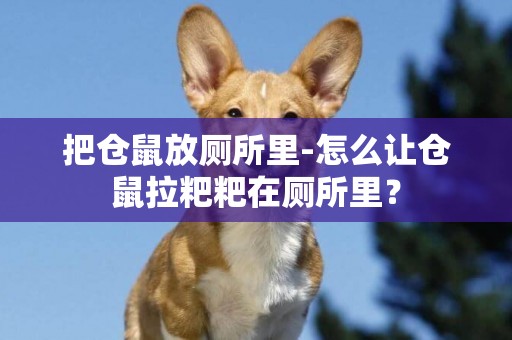 把倉鼠放廁所里-怎么讓倉鼠拉粑粑在廁所里？
