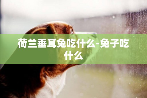 荷蘭垂耳兔吃什么-兔子吃什么