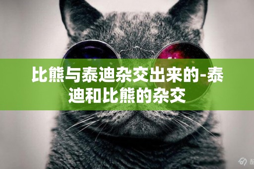 比熊與泰迪雜交出來的-泰迪和比熊的雜交