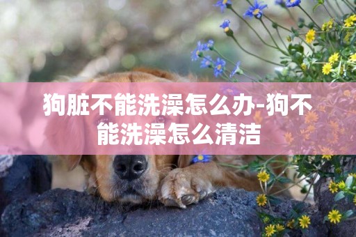 狗臟不能洗澡怎么辦-狗不能洗澡怎么清潔