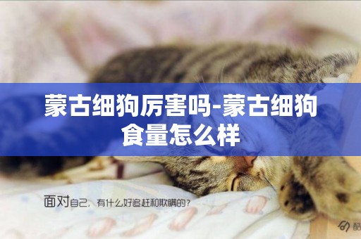 蒙古細狗厲害嗎-蒙古細狗食量怎么樣
