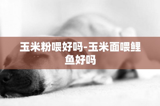 玉米粉喂好嗎-玉米面喂鯉魚好嗎