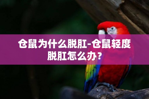 倉鼠為什么脫肛-倉鼠輕度脫肛怎么辦？