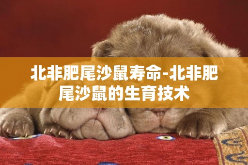 北非肥尾沙鼠壽命-北非肥尾沙鼠的生育技術