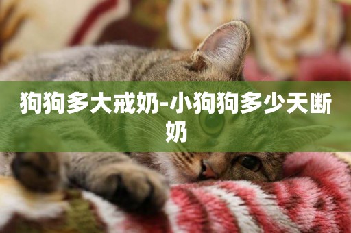 狗狗多大戒奶-小狗狗多少天斷奶