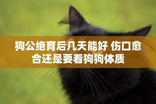狗公絕育后幾天能好 傷口愈合還是要看狗狗體質