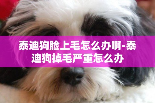 泰迪狗臉上毛怎么辦啊-泰迪狗掉毛嚴重怎么辦