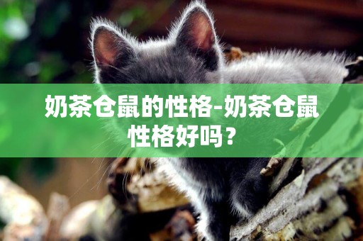 奶茶倉鼠的性格-奶茶倉鼠性格好嗎？