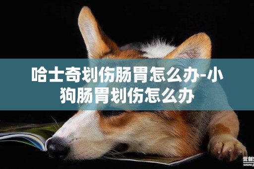 哈士奇劃傷腸胃怎么辦-小狗腸胃劃傷怎么辦