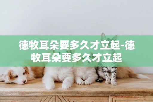 德牧耳朵要多久才立起-德牧耳朵要多久才立起