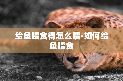 給魚喂食得怎么喂-如何給魚喂食