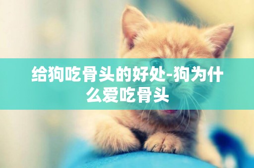 給狗吃骨頭的好處-狗為什么愛吃骨頭