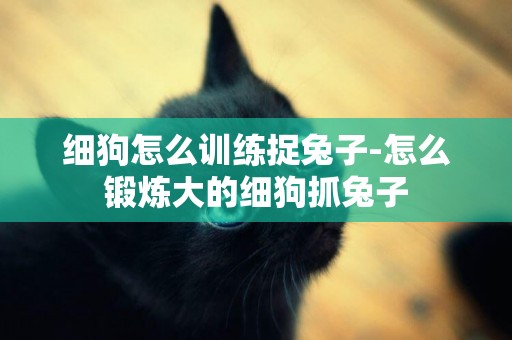 細狗怎么訓練捉兔子-怎么鍛煉大的細狗抓兔子