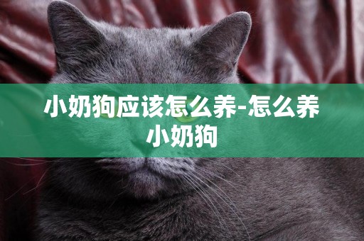 小奶狗應該怎么養-怎么養小奶狗