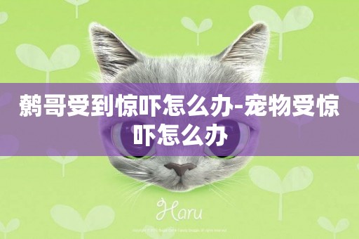 鷯哥受到驚嚇怎么辦-寵物受驚嚇怎么辦