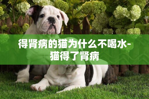 得腎病的貓為什么不喝水-貓得了腎病