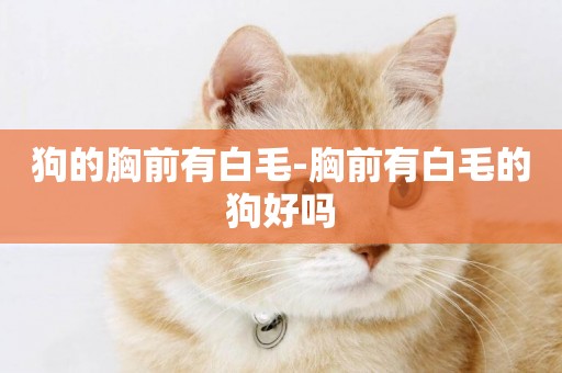 狗的胸前有白毛-胸前有白毛的狗好嗎