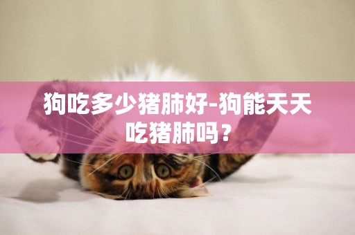 狗吃多少豬肺好-狗能天天吃豬肺嗎？