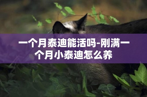 一個月泰迪能活嗎-剛滿一個月小泰迪怎么養