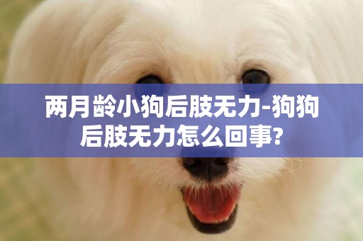 兩月齡小狗后肢無力-狗狗后肢無力怎么回事?