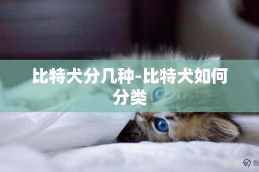 比特犬分幾種-比特犬如何分類