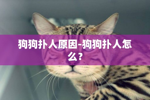狗狗撲人原因-狗狗撲人怎么？