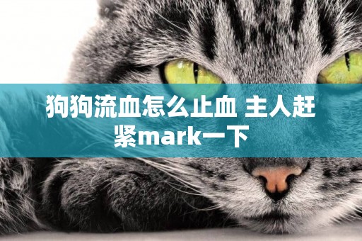 狗狗流血怎么止血 主人趕緊mark一下