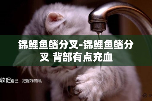 錦鯉魚鰭分叉-錦鯉魚鰭分叉 背部有點充血