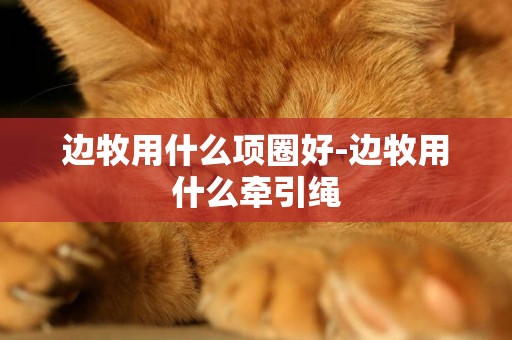 邊牧用什么項圈好-邊牧用什么牽引繩