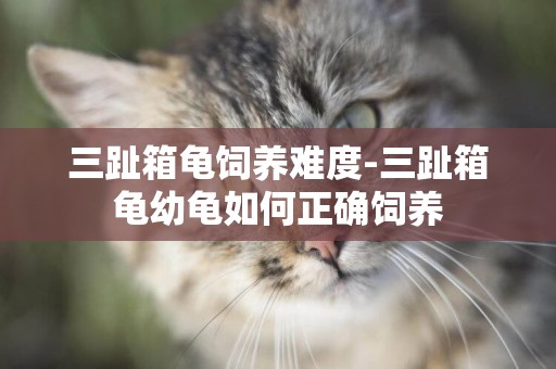 三趾箱龜飼養難度-三趾箱龜幼龜如何正確飼養