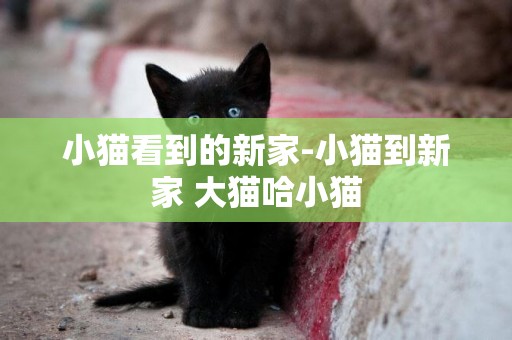 小貓看到的新家-小貓到新家 大貓哈小貓
