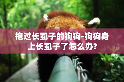 抱過長虱子的狗狗-狗狗身上長虱子了怎么辦?