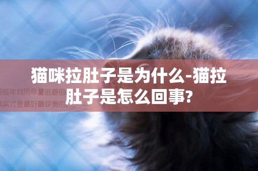 貓咪拉肚子是為什么-貓拉肚子是怎么回事?