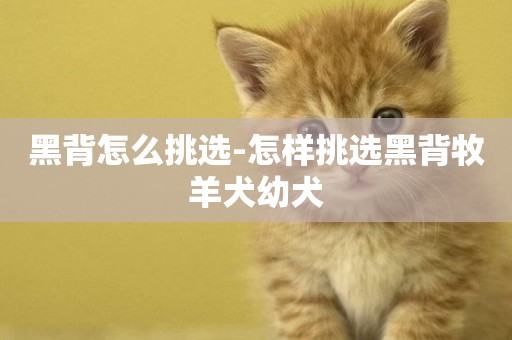黑背怎么挑選-怎樣挑選黑背牧羊犬幼犬
