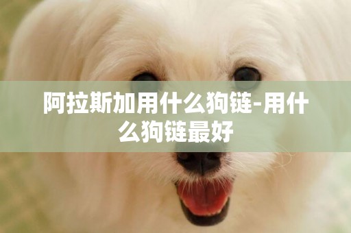 阿拉斯加用什么狗鏈-用什么狗鏈最好