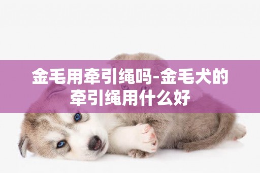 金毛用牽引繩嗎-金毛犬的牽引繩用什么好