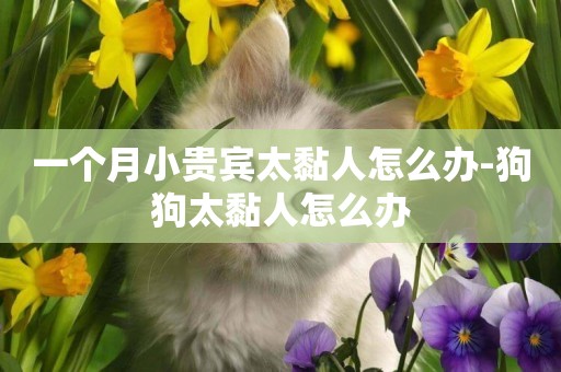 一個月小貴賓太黏人怎么辦-狗狗太黏人怎么辦