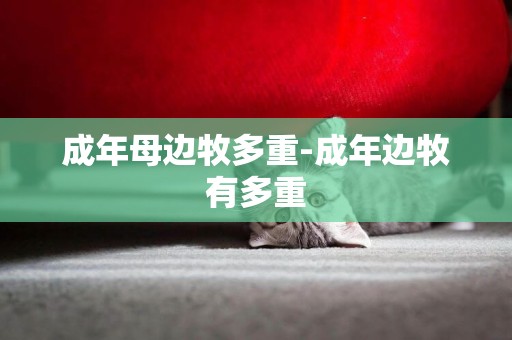 成年母邊牧多重-成年邊牧有多重