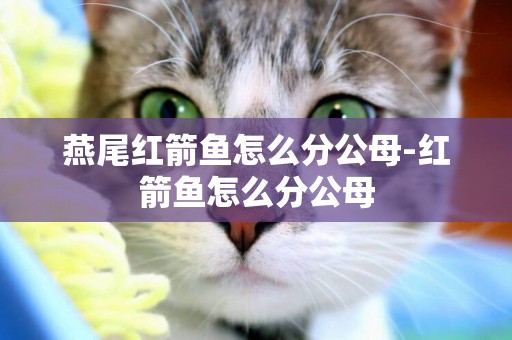 燕尾紅箭魚怎么分公母-紅箭魚怎么分公母