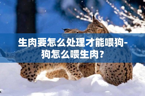 生肉要怎么處理才能喂狗-狗怎么喂生肉？