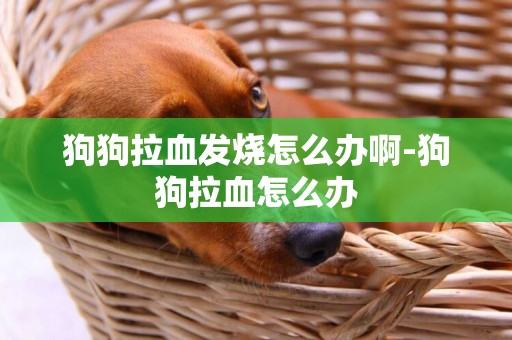 狗狗拉血發燒怎么辦啊-狗狗拉血怎么辦