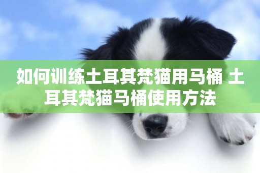 如何訓練土耳其梵貓用馬桶 土耳其梵貓馬桶使用方法