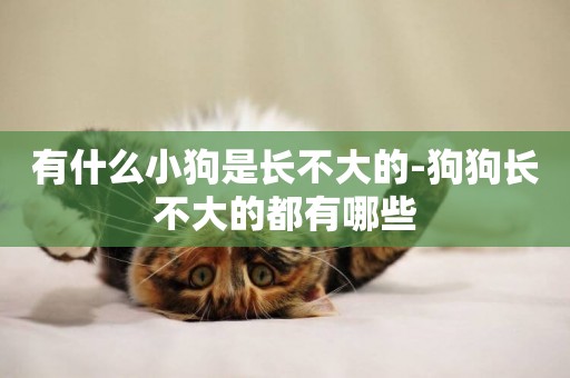 有什么小狗是長不大的-狗狗長不大的都有哪些