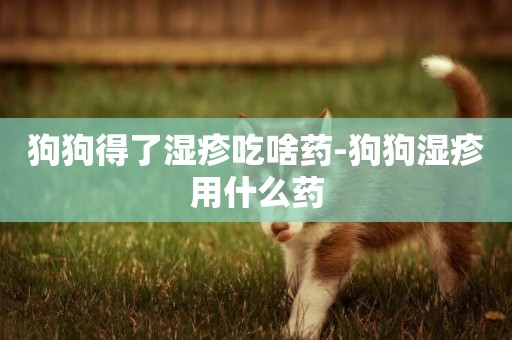 狗狗得了濕疹吃啥藥-狗狗濕疹用什么藥