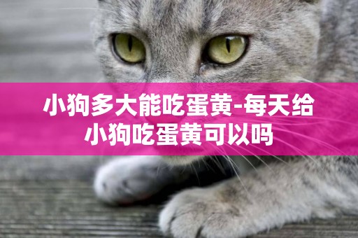 小狗多大能吃蛋黃-每天給小狗吃蛋黃可以嗎