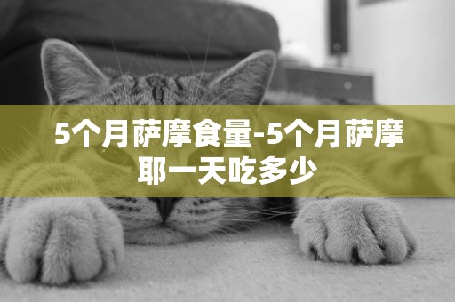 5個月薩摩食量-5個月薩摩耶一天吃多少