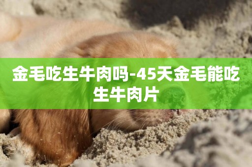 金毛吃生牛肉嗎-45天金毛能吃生牛肉片